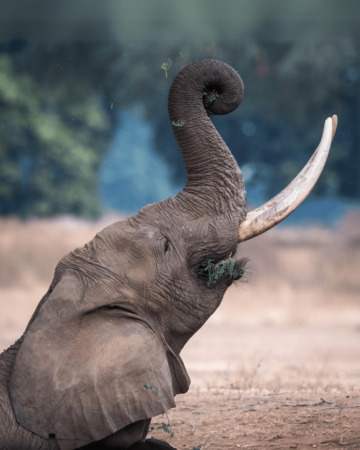 Yok Don Elephant Park