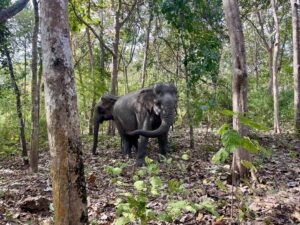 Yok Don National Park
