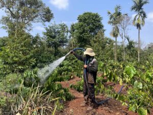 Experience the rich coffee culture of Dak Lak with a Buon Ma Thuot coffee tour, exploring plantations and traditional brewing methods.