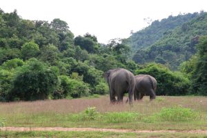 Ethical Elephant Experience in Lak
