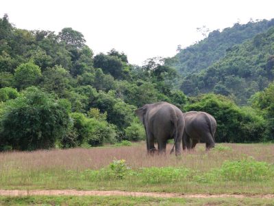 Ethical Elephant Experience in Lak