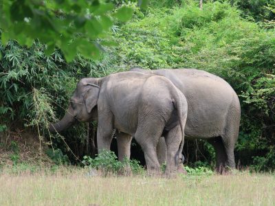 Ethical Elephant Experience in Lak