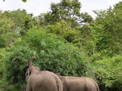 Ethical Elephant Experience in Lak