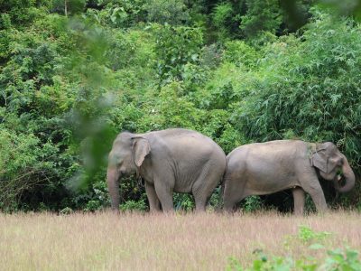 Ethical Elephant Experience in Lak