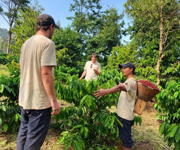 UNESCO Gong Heritage & Traditional Ede Cuisine Half Day Coffee Experience From Farmer