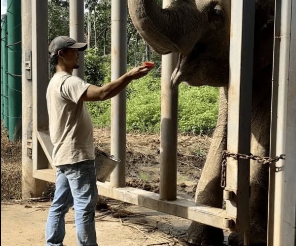 UNESCO Gong Heritage & Traditional Ede Cuisine Experience the beauty of Yok Don National Park with elephants and breathtaking natural surroundings.