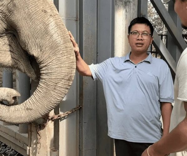UNESCO Gong Heritage & Traditional Ede Cuisine Experience the beauty of Yok Don National Park with elephants and breathtaking natural surroundings.