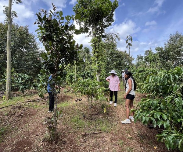 Authentic 2-Day Dak Lak Coffee Experience
