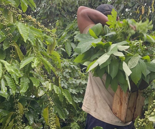 UNESCO Gong Heritage & Traditional Ede Cuisine Half Day Coffee Experience From Farmer