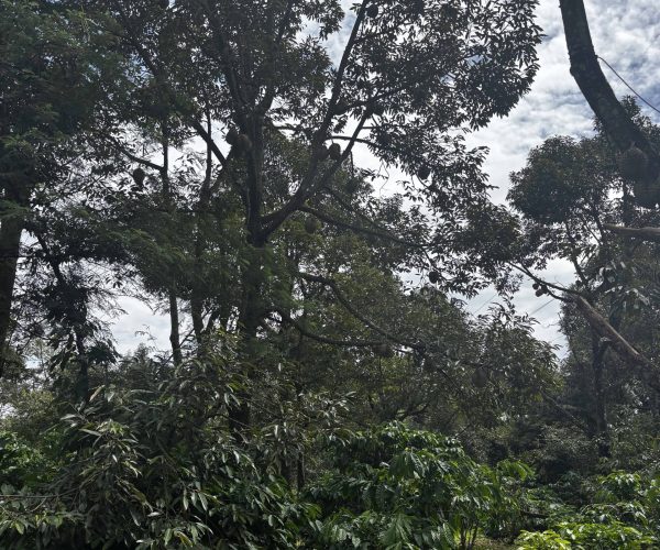 Authentic 2-Day Dak Lak Coffee Experience