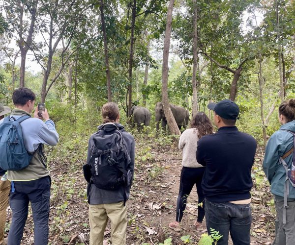 UNESCO Gong Heritage & Traditional Ede Cuisine Yok Don National Park