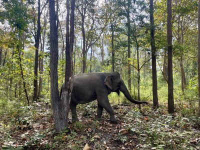 Yok Don National Park