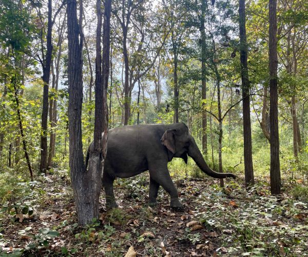 Yok Don National Park