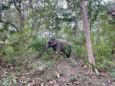 Yok Don National Park