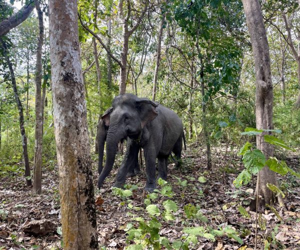 UNESCO Gong Heritage & Traditional Ede Cuisine Yok Don National Park elephant experience and scenic landscapes