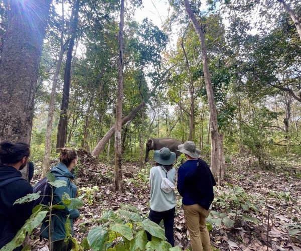 UNESCO Gong Heritage & Traditional Ede Cuisine Yok Don National Park