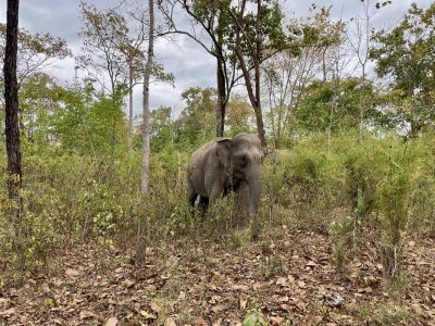 Yok Don National Park