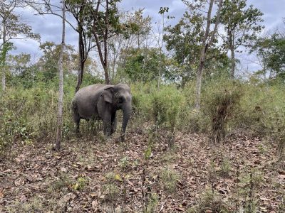 Yok Don National Park