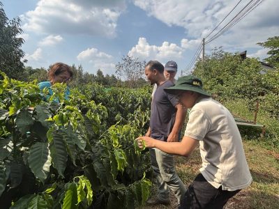 Experience the rich coffee culture of Dak Lak with a Buon Ma Thuot coffee tour, exploring plantations and traditional brewing methods.