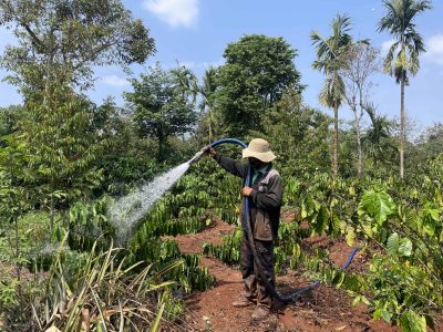Experience the rich coffee culture of Dak Lak with a Buon Ma Thuot coffee tour, exploring plantations and traditional brewing methods.