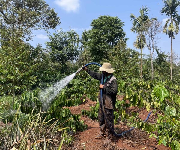 UNESCO Gong Heritage & Traditional Ede Cuisine Experience the rich coffee culture of Dak Lak with a Buon Ma Thuot coffee tour, exploring plantations and traditional brewing methods.