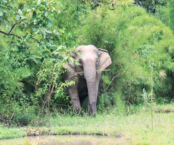 UNESCO Gong Heritage & Traditional Ede Cuisine Yok Don National Park | Elephant