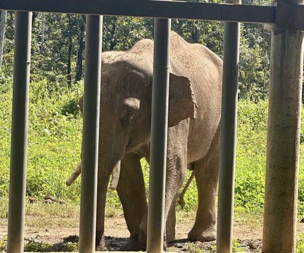 UNESCO Gong Heritage & Traditional Ede Cuisine Experience the beauty of Yok Don National Park with elephants and breathtaking natural surroundings.